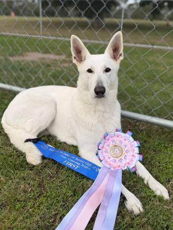 White Swiss Shepherd Dog for sale by BLANCLEE