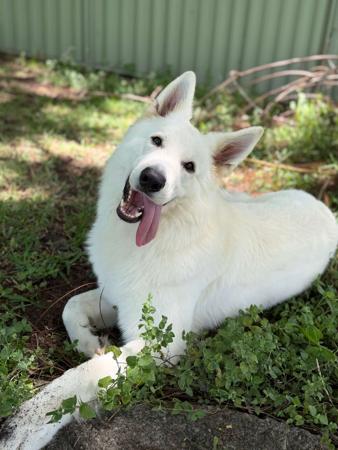 White Swiss Shepherd Dog for sale by BLANCLEE
