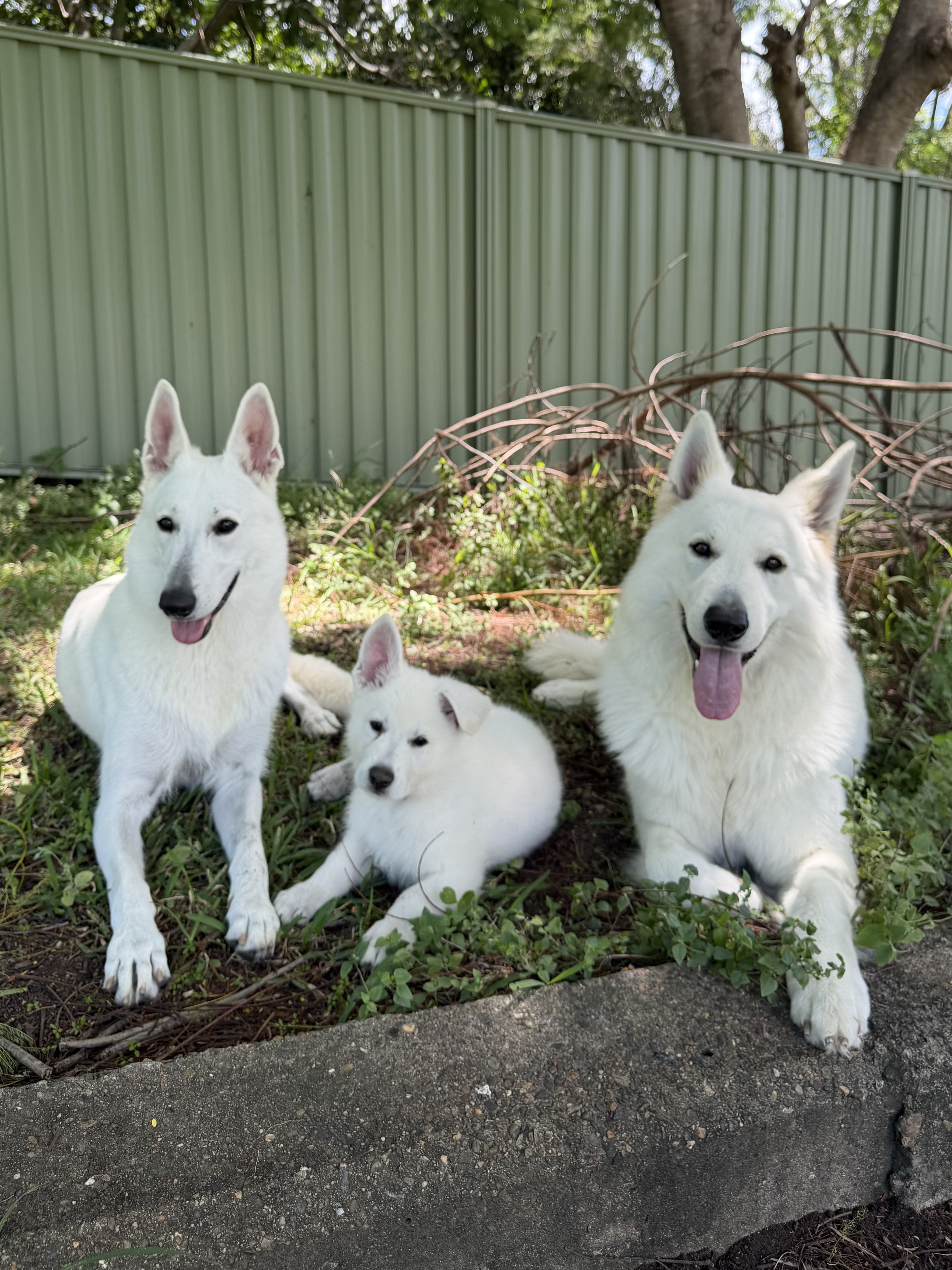 White Swiss Shepherd Dog for sale by BLANCLEE