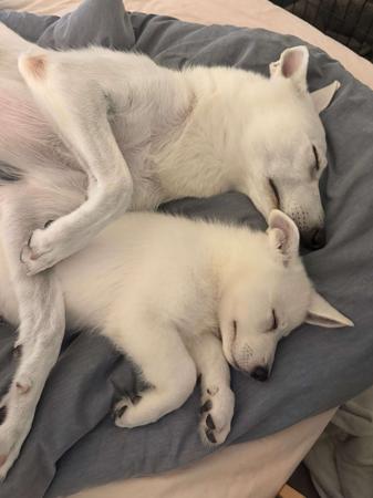 White Swiss Shepherd Dog for sale by BLANCLEE