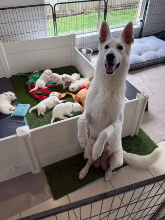White Swiss Shepherd Dog for sale by BLANCLEE