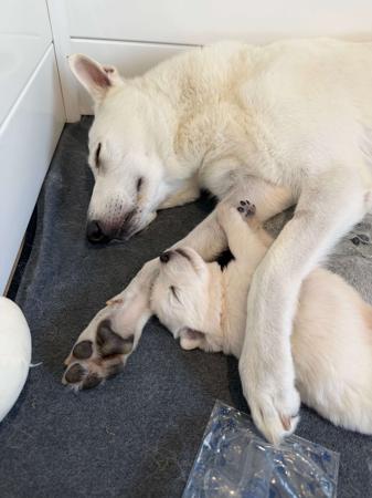 White Swiss Shepherd Dog for sale by BLANCLEE