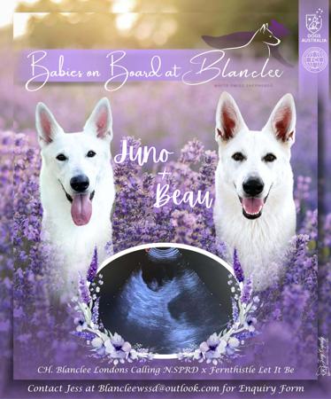 White Swiss Shepherd Dog for sale by BLANCLEE