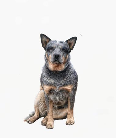 Australian Cattle Dog for sale by NAHROOKE