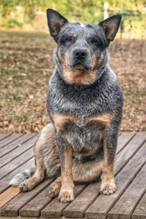 Australian Cattle Dog for sale by NAHROOKE