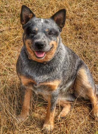Australian Cattle Dog for sale by NAHROOKE