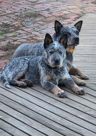 Australian Cattle Dog for sale by NAHROOKE
