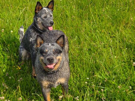Australian Cattle Dog for sale by NAHROOKE
