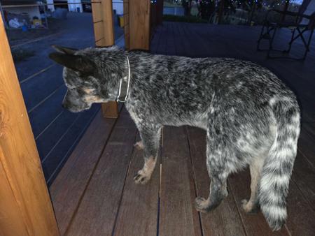 Australian Cattle Dog for sale by NAHROOKE