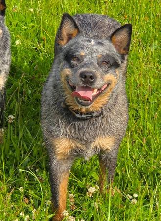 Australian Cattle Dog for sale by NAHROOKE