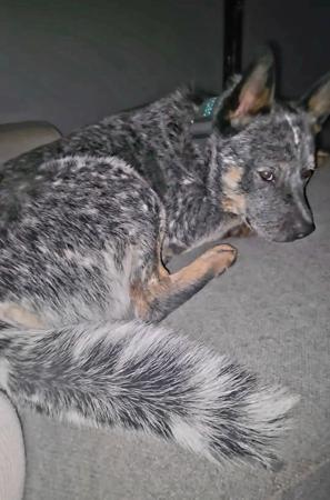 Australian Cattle Dog for sale by NAHROOKE