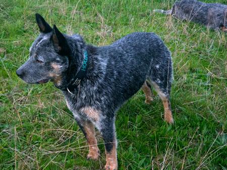 Australian Cattle Dog for sale by NAHROOKE