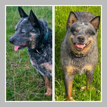 Australian Cattle Dog for sale by NAHROOKE