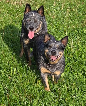Australian Cattle Dog for sale by NAHROOKE