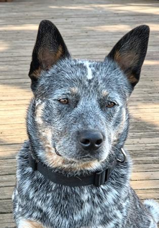 Australian Cattle Dog for sale by NAHROOKE
