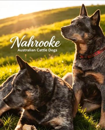Australian Cattle Dog for sale by NAHROOKE