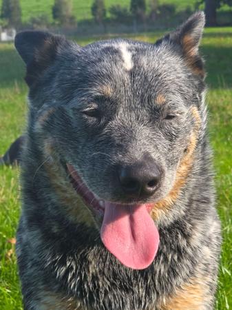 Australian Cattle Dog for sale by NAHROOKE