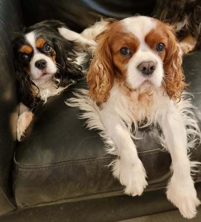Cavalier King Charles Spaniel for sale by ROSANNE20