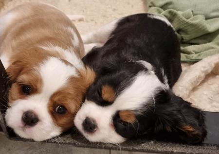 Cavalier King Charles Spaniel for sale by ROSIEJAMES