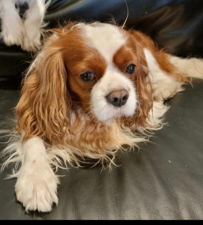 Cavalier King Charles Spaniel for sale by ROSIEJAMES