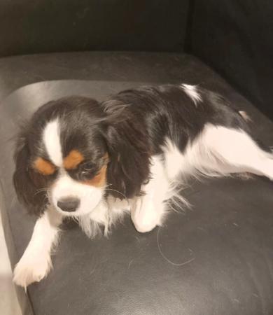 Cavalier King Charles Spaniel for sale by ROSIEJAMES