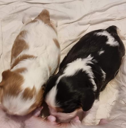 Cavalier King Charles Spaniel for sale by ROSIEJAMES