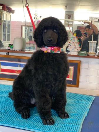 Poodle (Standard) for sale by COTIAN