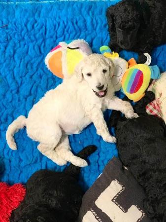 Poodle (Standard) for sale by COTIAN
