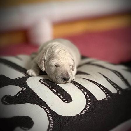Poodle (Standard) for sale by COTIAN