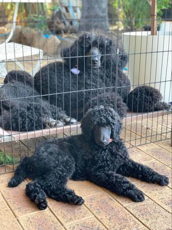 Poodle (Standard) for sale by COTIAN