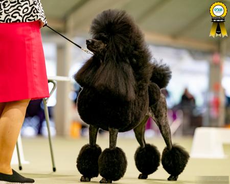 Poodle (Standard) for sale by COTIAN
