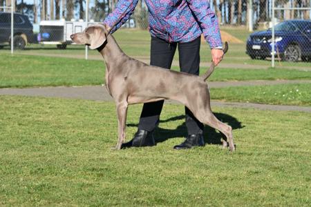Greyghost Pure Platinum Weimaraner
