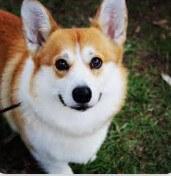 Welsh Corgi (Pembroke) for sale by KIWIANAA