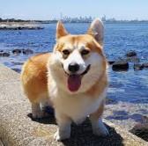 Welsh Corgi (Pembroke) for sale by KIWIANAA