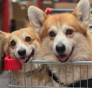 Welsh Corgi (Pembroke) for sale by KIWIANAA