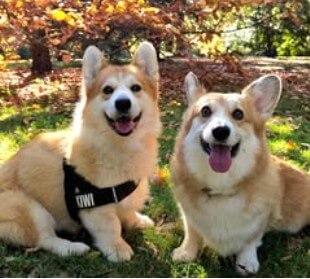 Welsh Corgi (Pembroke) for sale by KIWIANAA