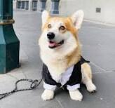 Welsh Corgi (Pembroke) for sale by KIWIANAA