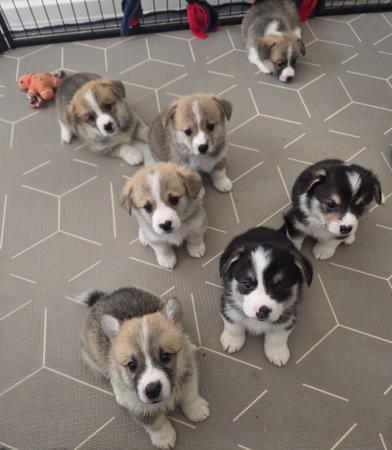 Welsh Corgi (Pembroke) puppy for sale by KIWIANAA
