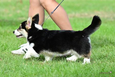 Welsh Corgi (Pembroke) for sale by KIWIANAA