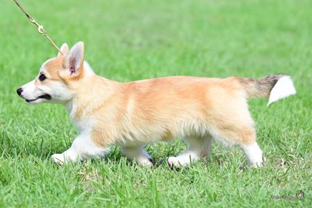 Welsh Corgi (Pembroke) for sale by KIWIANAA