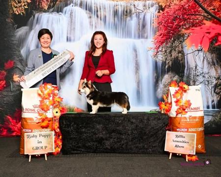 Welsh Corgi (Pembroke) for sale by KIWIANAA