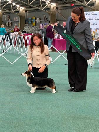 Welsh Corgi (Pembroke) for sale by KIWIANAA