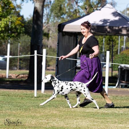 Dalmatian for sale by TAZMAC