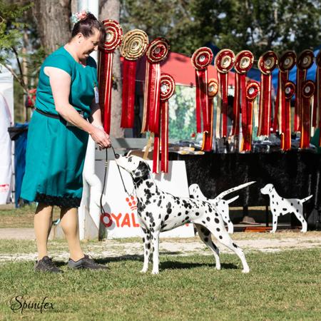 Dalmatian for sale by TAZMAC