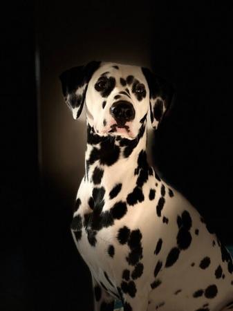 Dalmatian for sale by TAZMAC