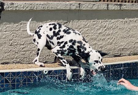Dalmatian for sale by TAZMAC