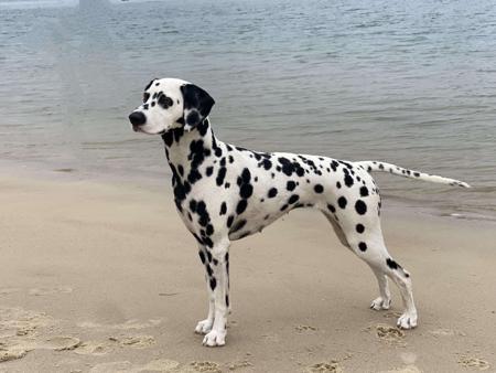 Dalmatian for sale by TAZMAC