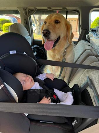 Golden Retriever puppy for sale by CATLAGOLD