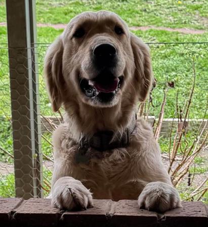 Golden Retriever for sale by CATLAGOLD