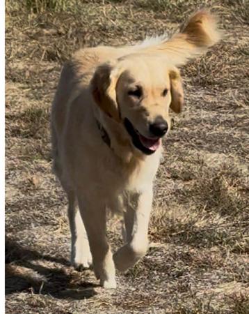 Golden Retriever for sale by CATLAGOLD